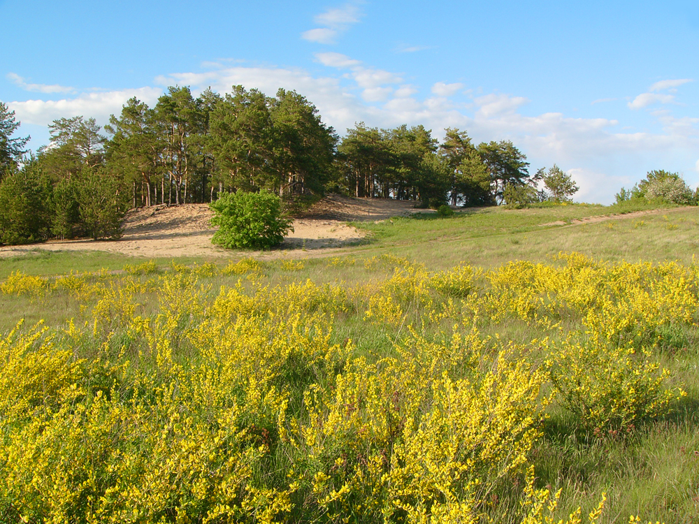 photo "Landscape with a laburnum" tags: landscape, nature, 