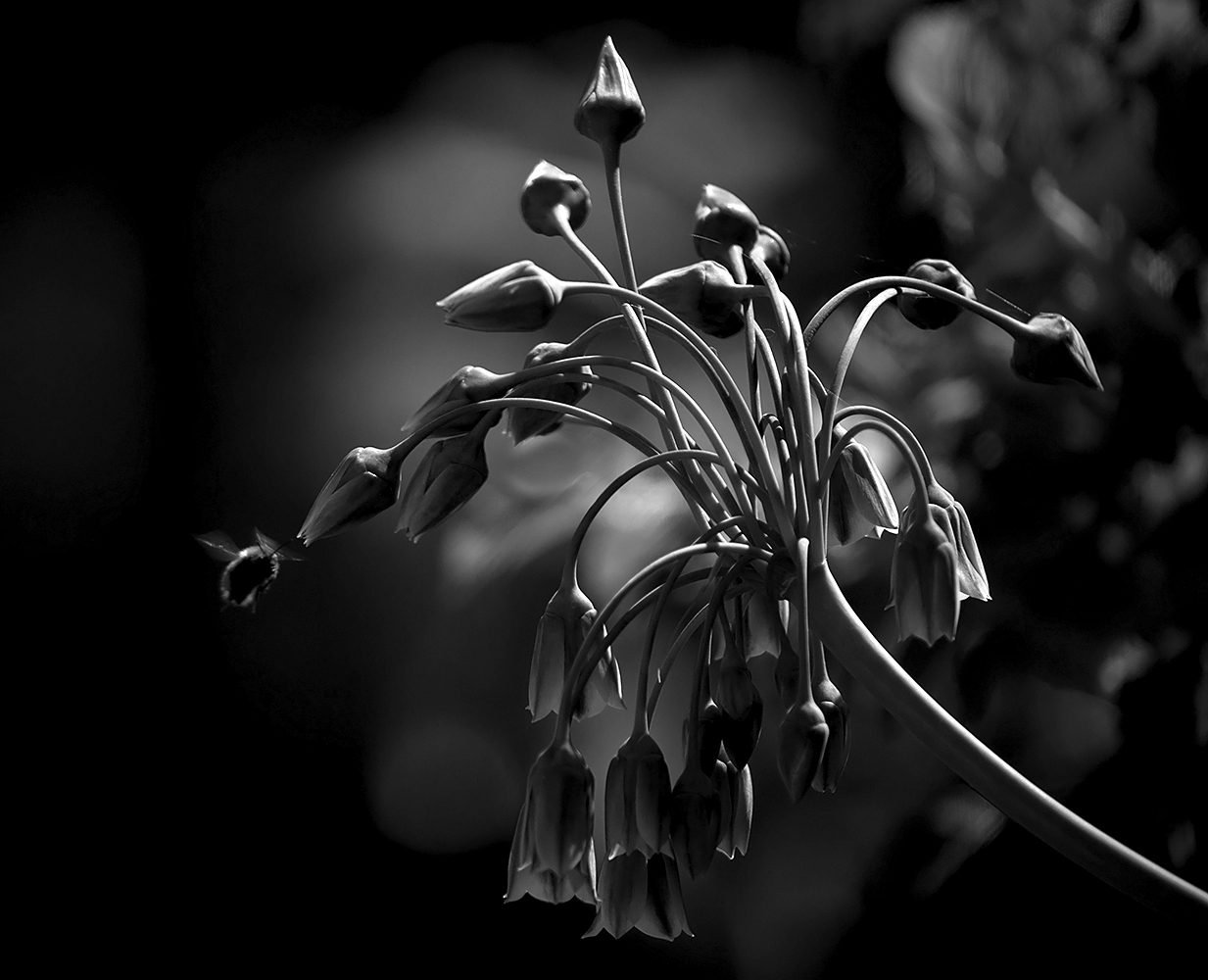 photo "***" tags: nature, macro and close-up, black&white, 