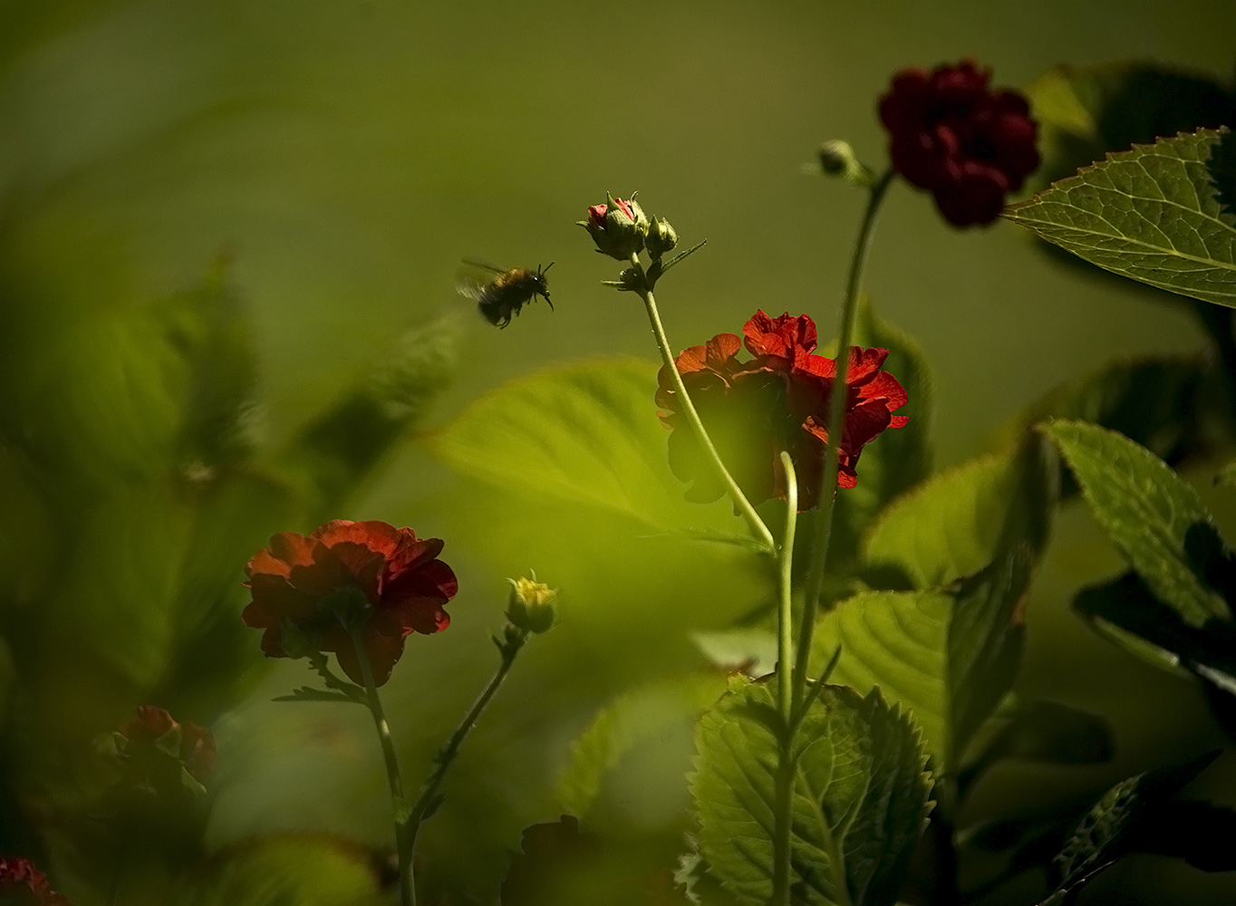 фото "Летняя дрёма..." метки: природа, 