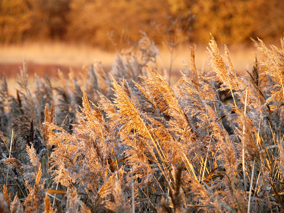 photo "Golden" tags: landscape, nature, reporting, 