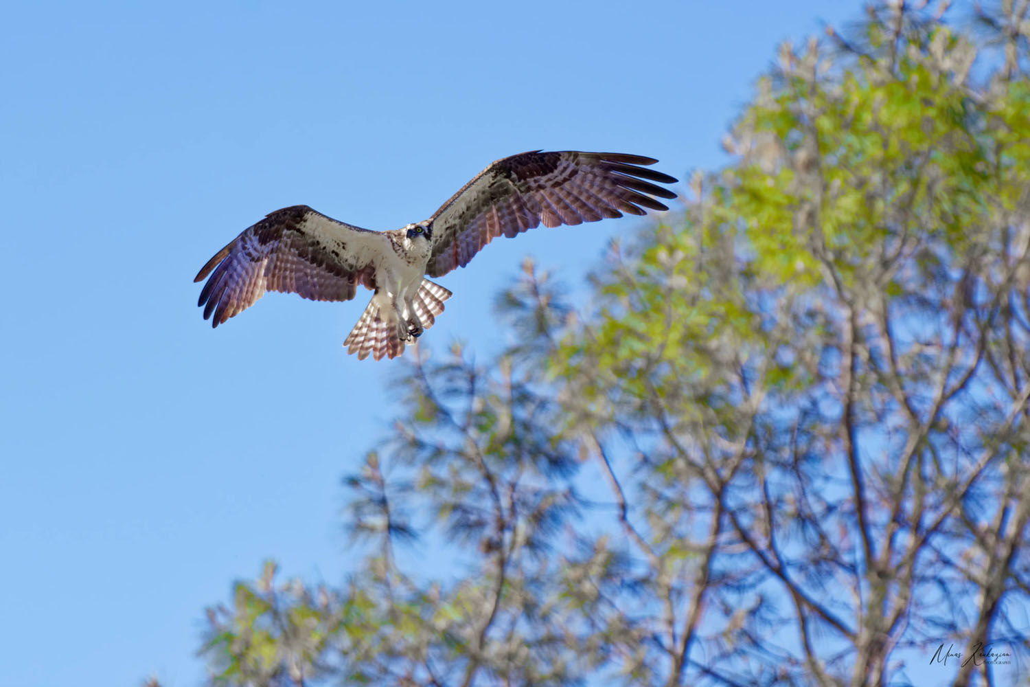 фото "Oasprey" метки: природа, разное, wild animals bird fish lake