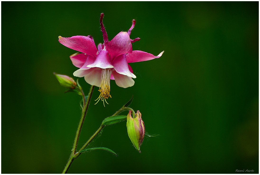 photo "***" tags: nature, macro and close-up, 