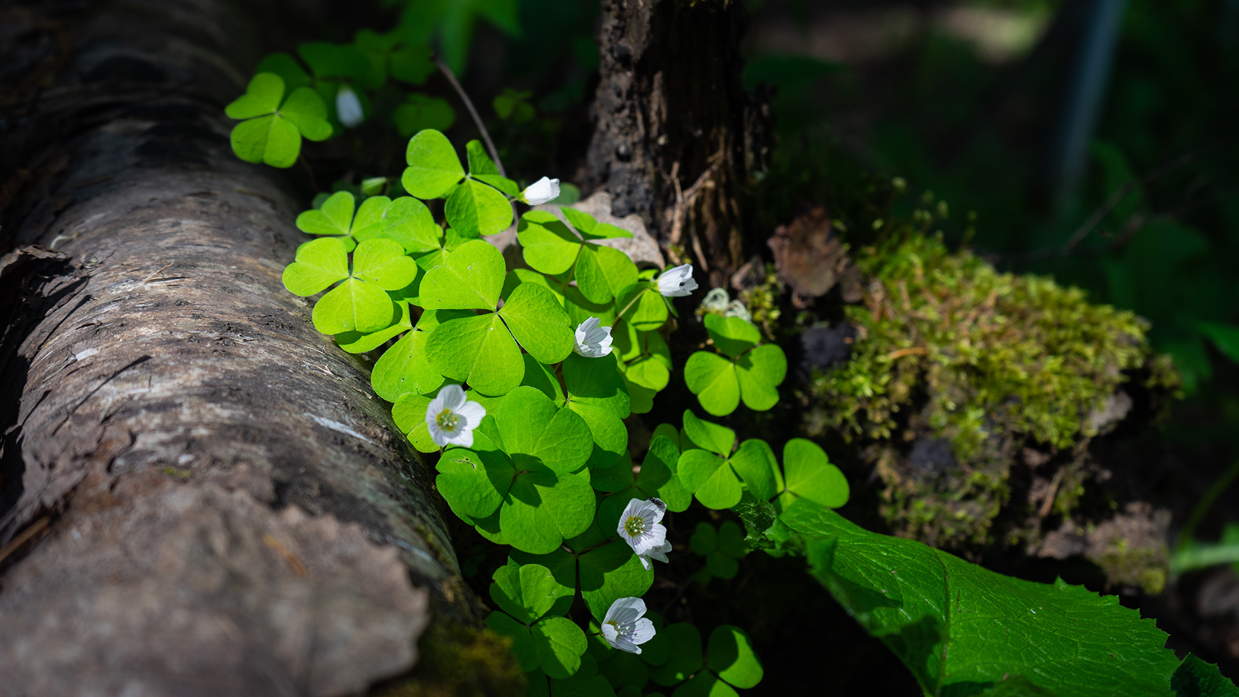 photo "***" tags: nature, macro and close-up, travel, 