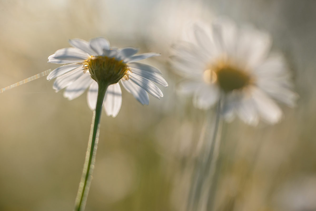 photo "***" tags: macro and close-up, nature, ромашки