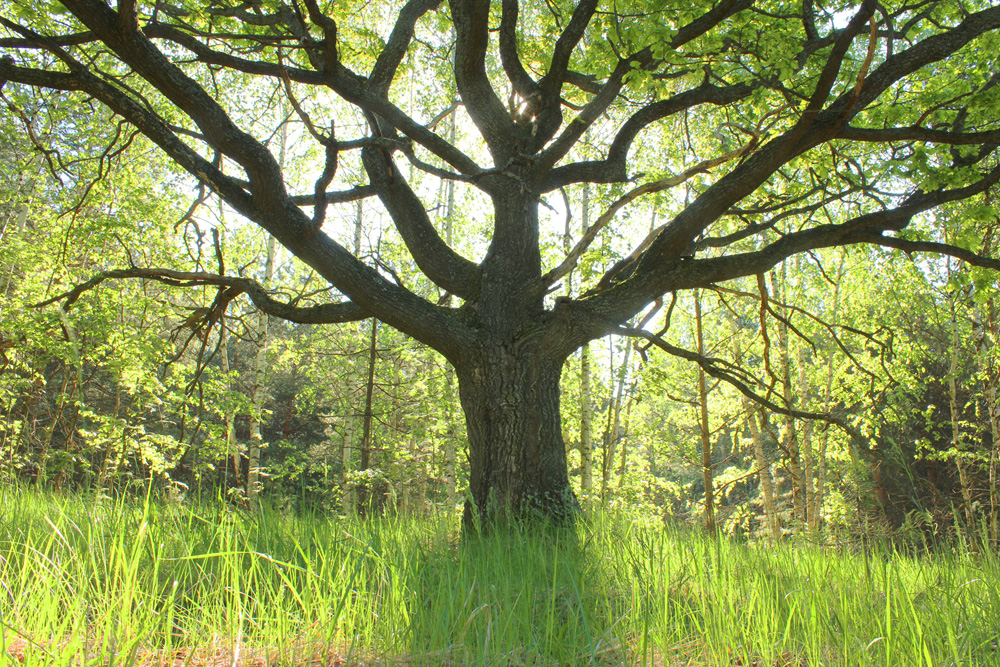 фото "Лесной великан" метки: пейзаж, природа, Мещера, Нарма, Рязанская область, Рязань, великан, весна, ветвь, дуб