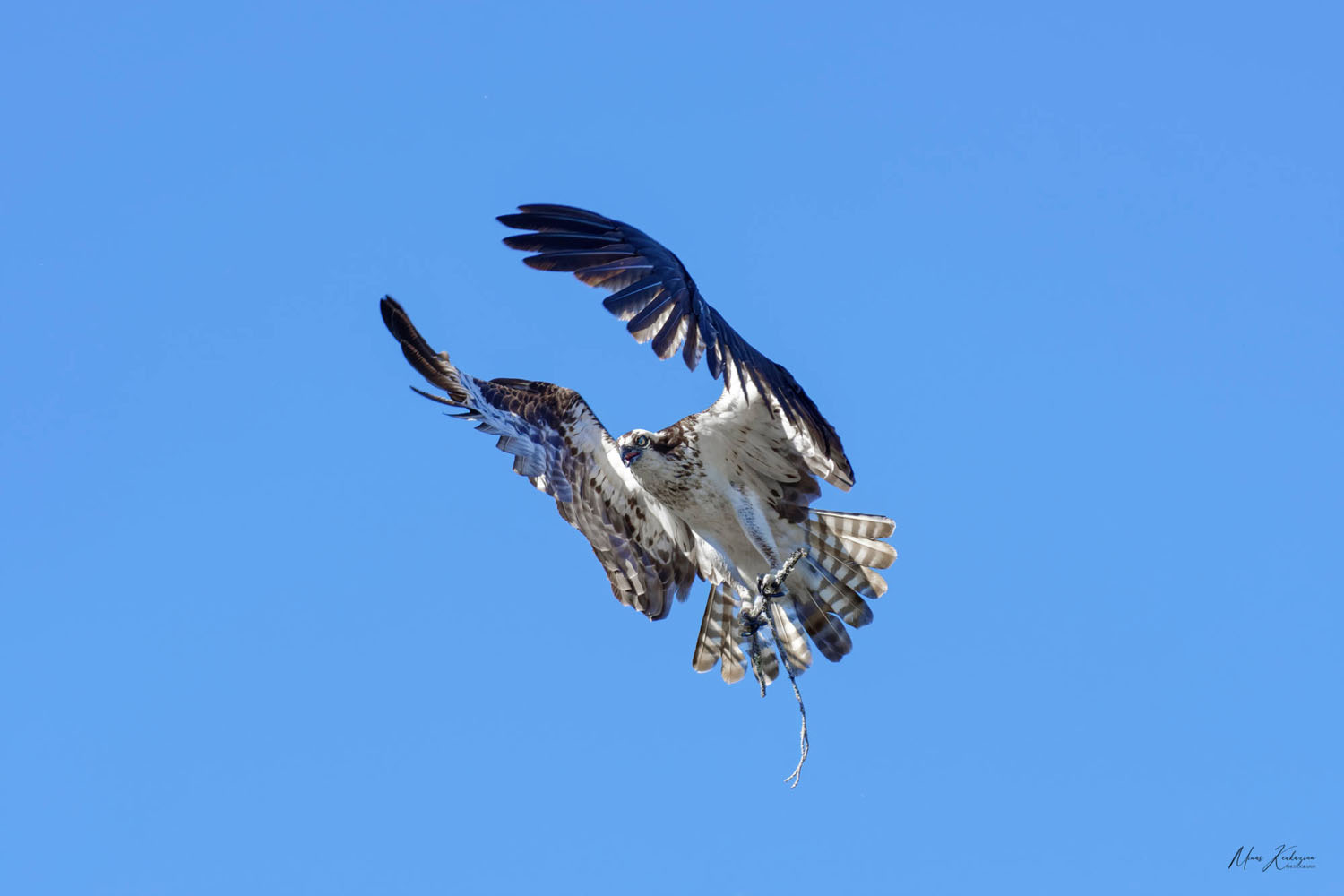 photo "Osprey" tags: nature, misc., wild animals bird fish lake