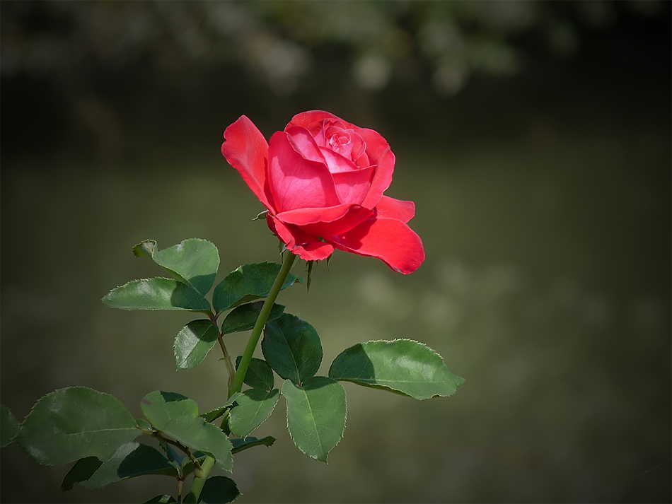 photo "***" tags: nature, flowers