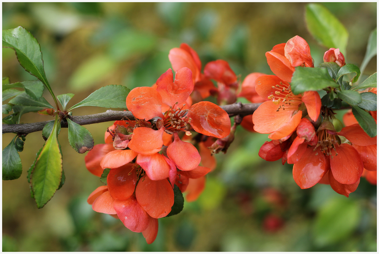 photo "The quince bloomed" tags: nature, macro and close-up, 