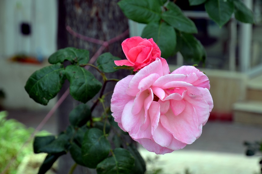 фото "rose's..." метки: природа, 