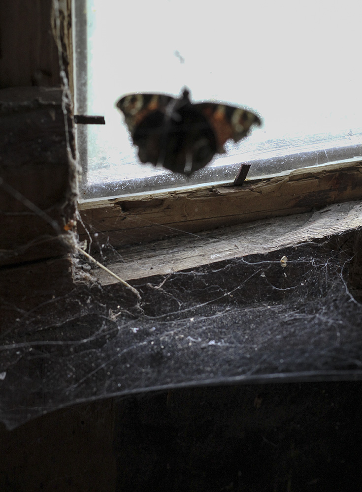 photo "***" tags: macro and close-up, 