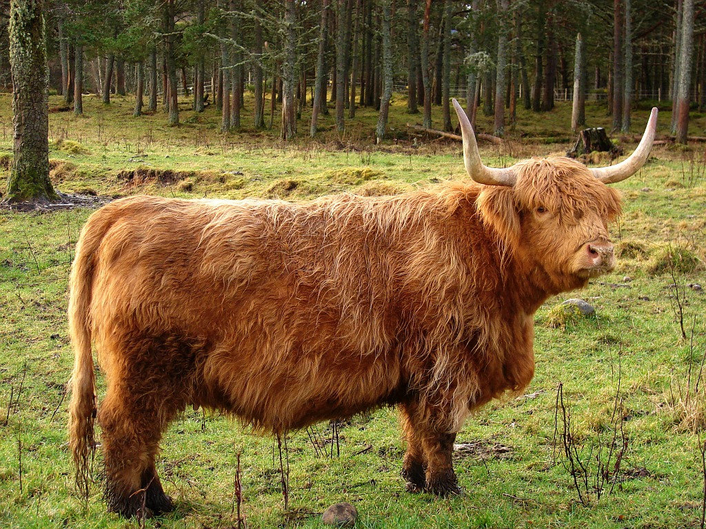 фото "Highland's cow" метки: путешествия, портрет, 