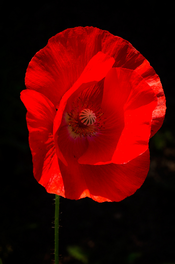 photo "***" tags: macro and close-up, 