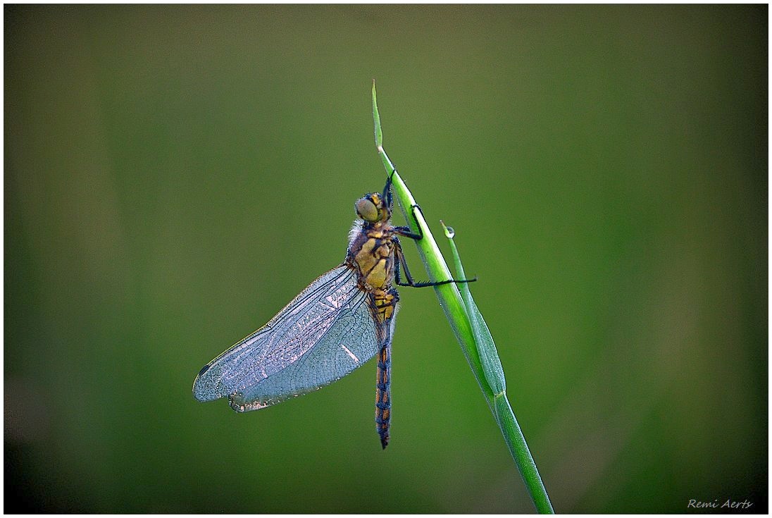 photo "***" tags: nature, macro and close-up, 