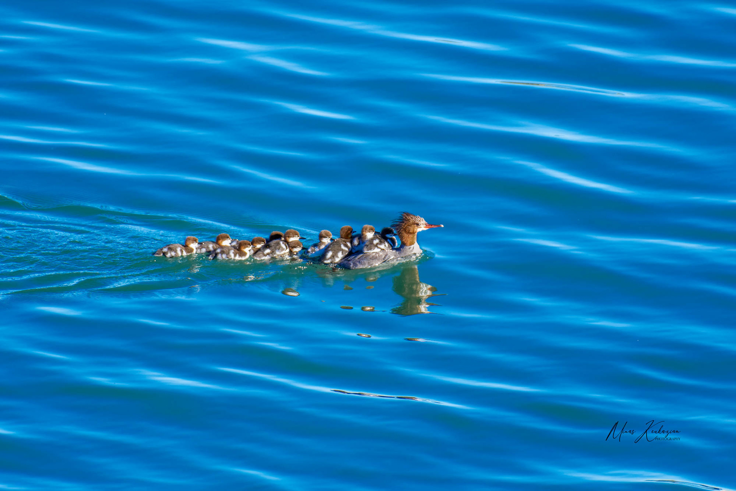 фото "Red-breasted merganser with babies" метки: природа, разное, wild animals bird fish lake
