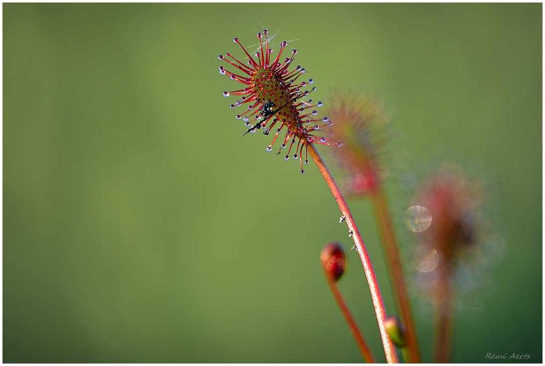 photo "***" tags: nature, macro and close-up, 