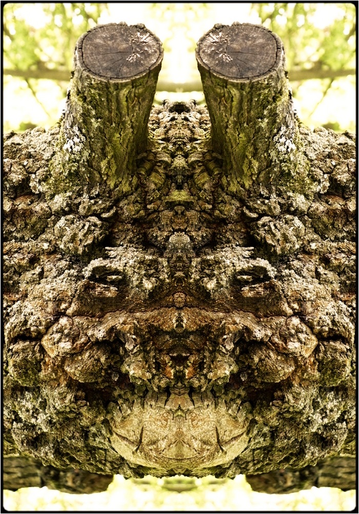 фото "pinocchio" метки: digital art, природа, макро и крупный план, bark, mirror, tree