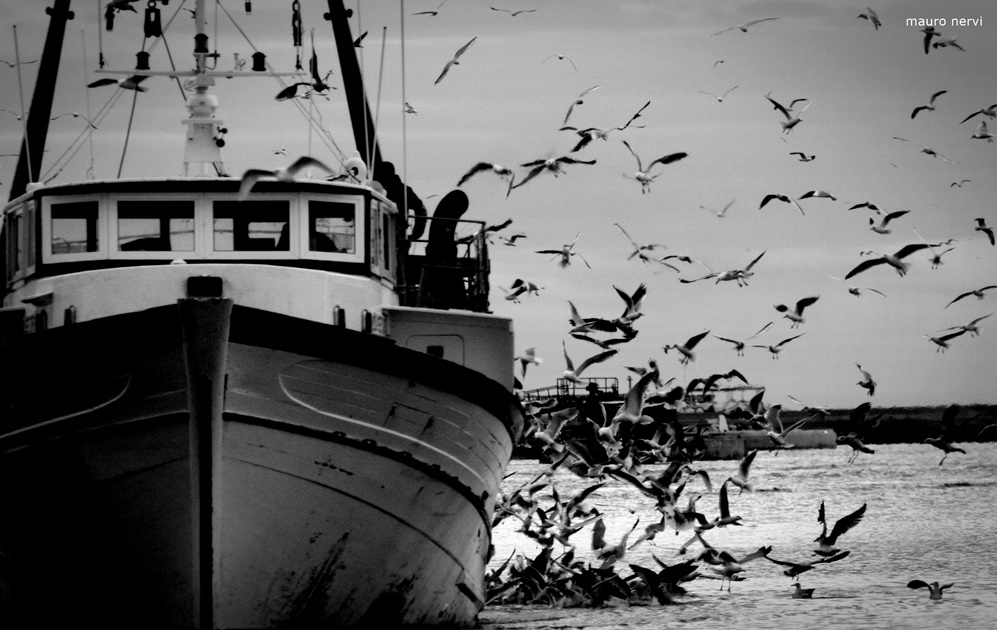 фото "boat and seagulls" метки: , 