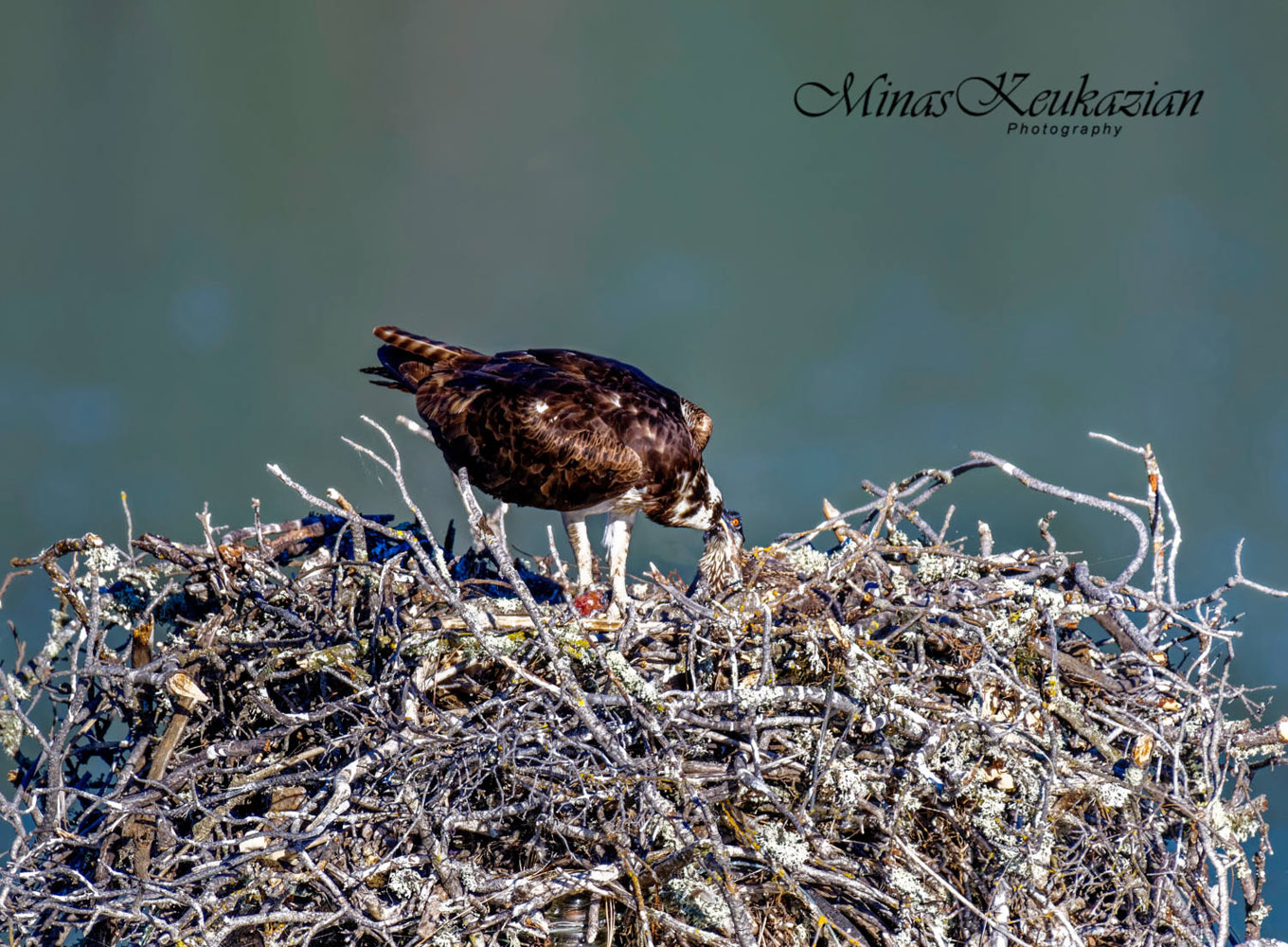 photo "Osprey feeding the baby" tags: nature, misc., wild animals bird fish lake