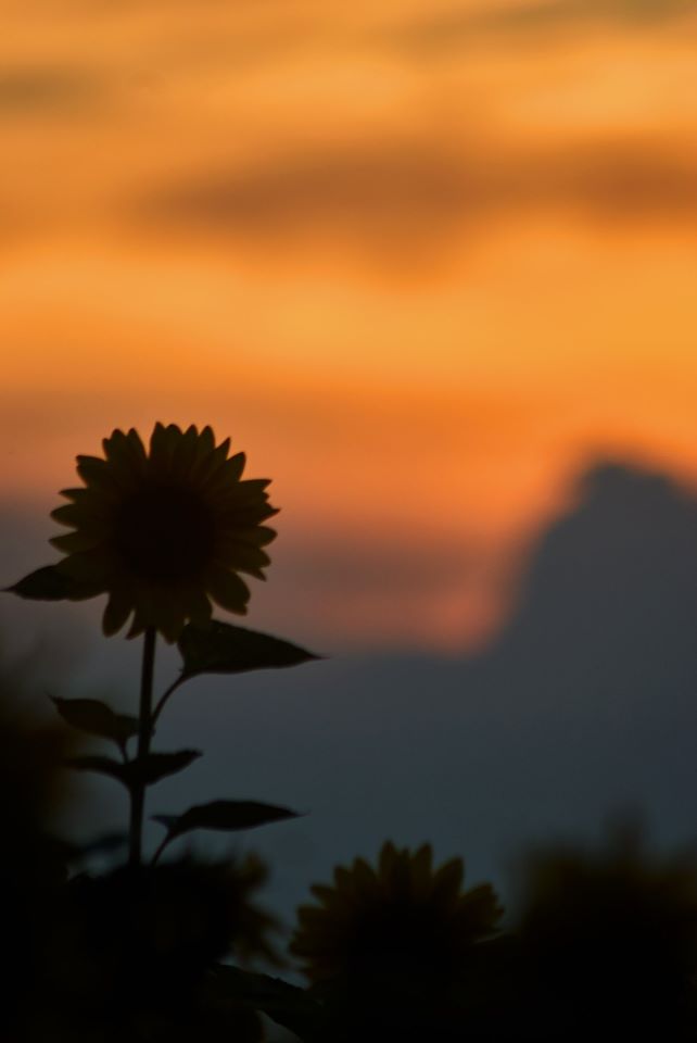 photo "***" tags: landscape, nature, clouds, evening, sky, summer, sunflowers, желтое, настроение