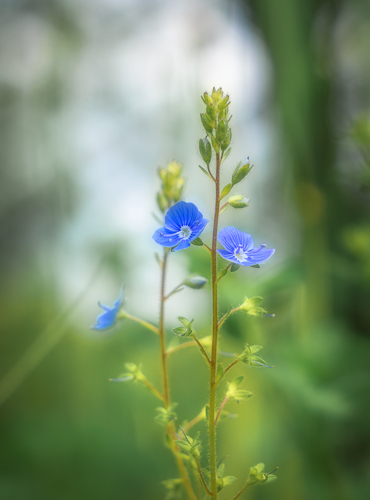 photo "***" tags: nature, 