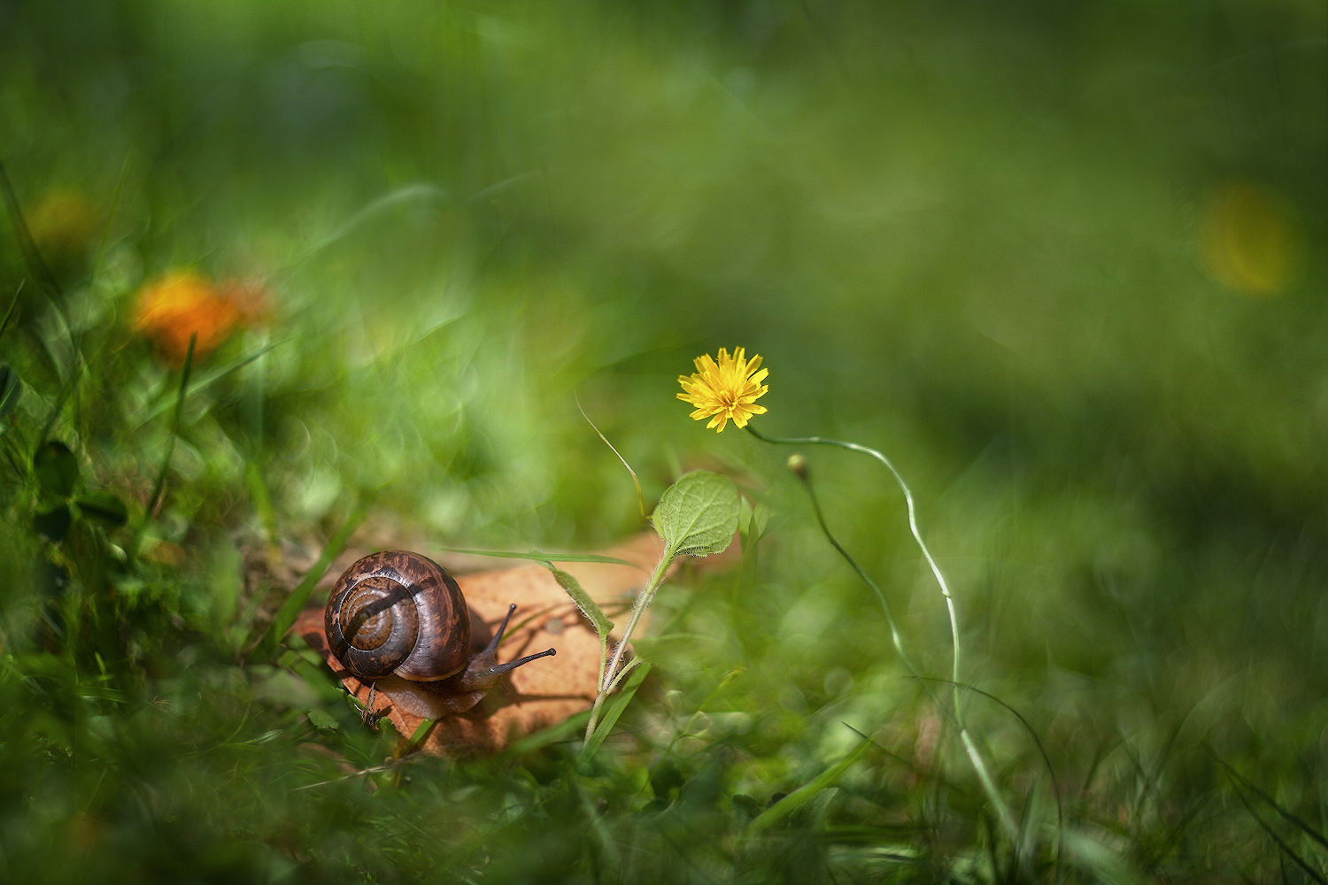 photo "***" tags: macro and close-up, 