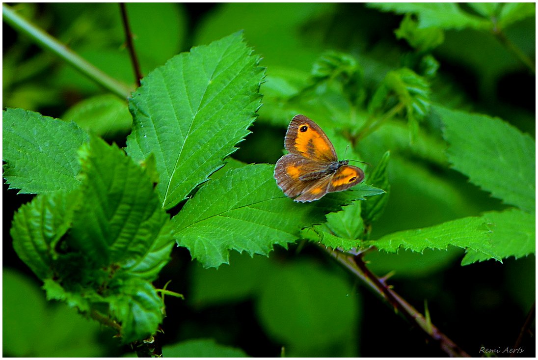 photo "***" tags: nature, macro and close-up, 