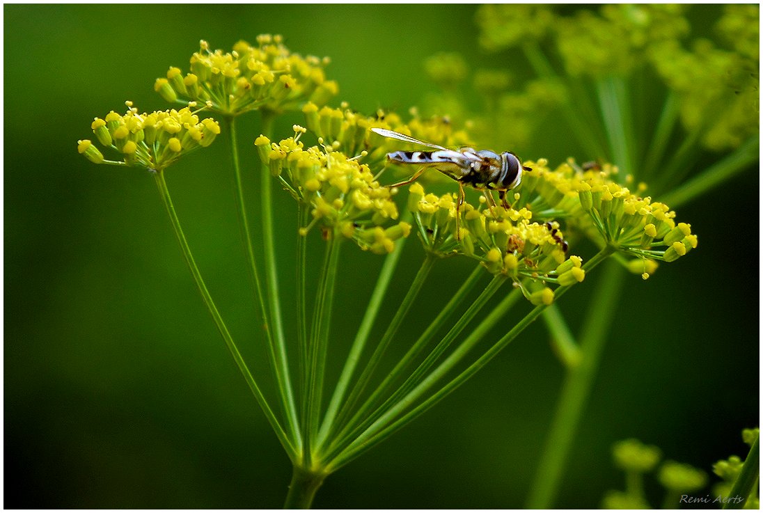 photo "***" tags: nature, macro and close-up, 