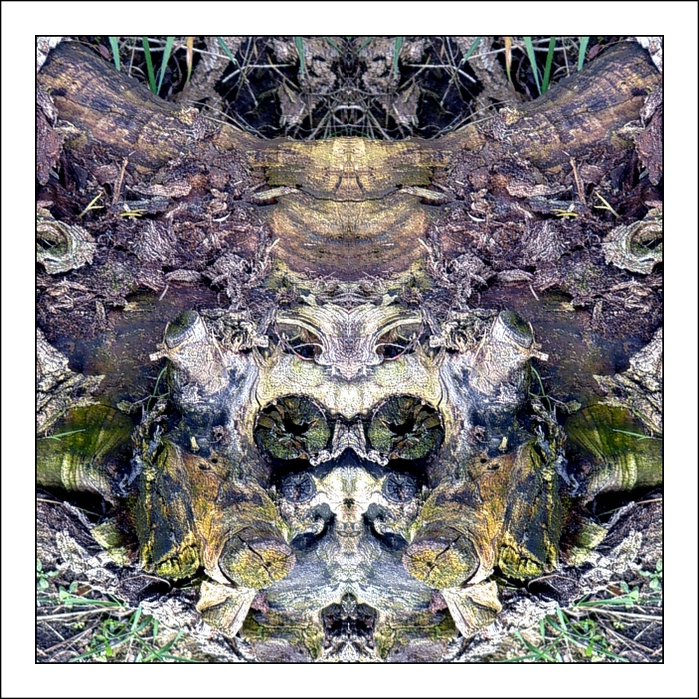 фото "the toad" метки: digital art, макро и крупный план, природа, bark, close-up, mirror, tree