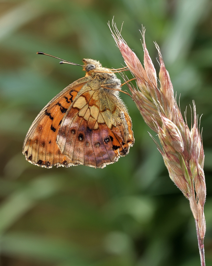 photo "***" tags: macro and close-up, 