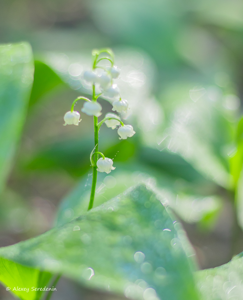 photo "***" tags: macro and close-up, nature, 