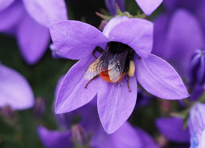 photo "Once again" tags: nature, portrait, macro and close-up, 