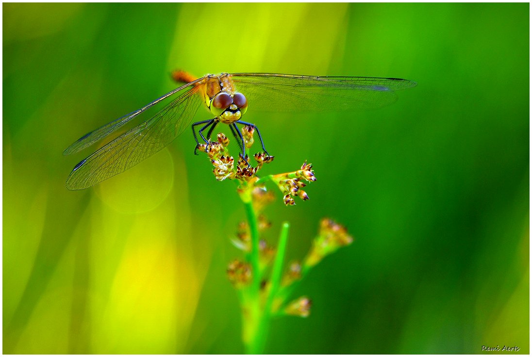 photo "My 4501 photo for ..." tags: nature, macro and close-up, 