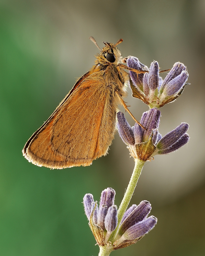 photo "***" tags: macro and close-up, 