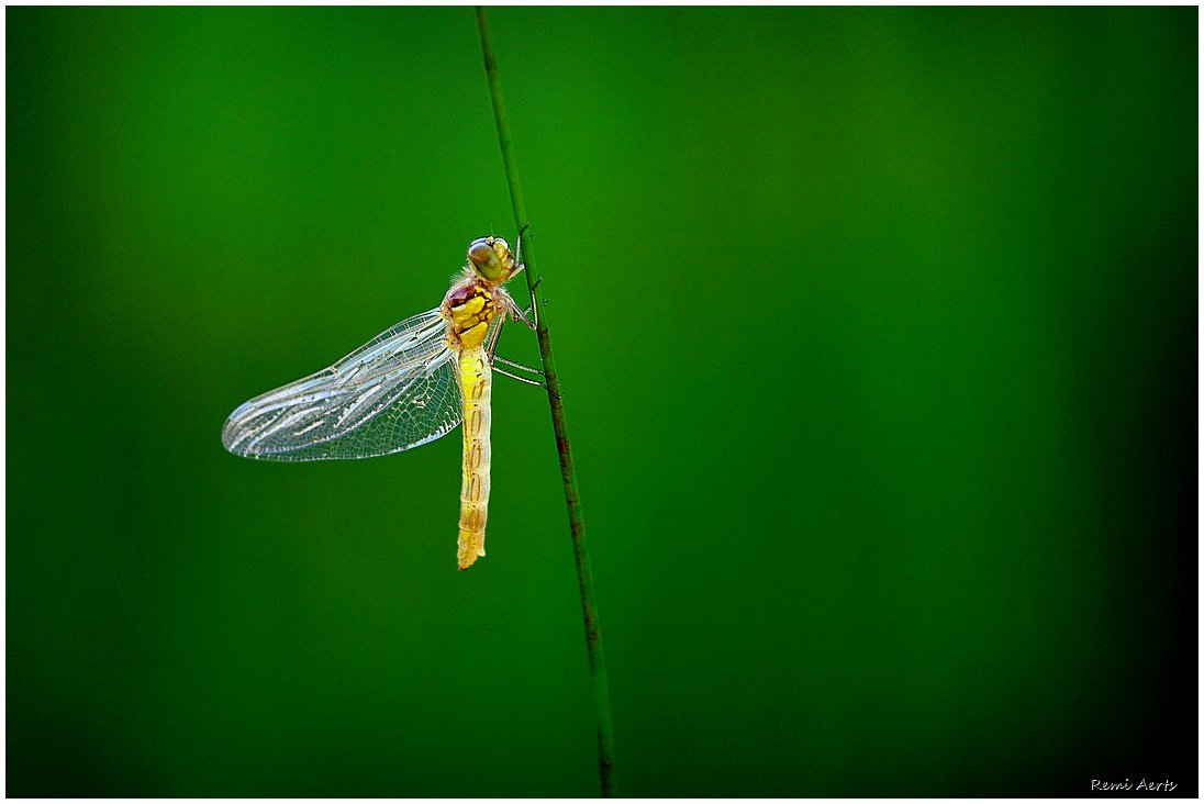 photo "***" tags: nature, macro and close-up, 