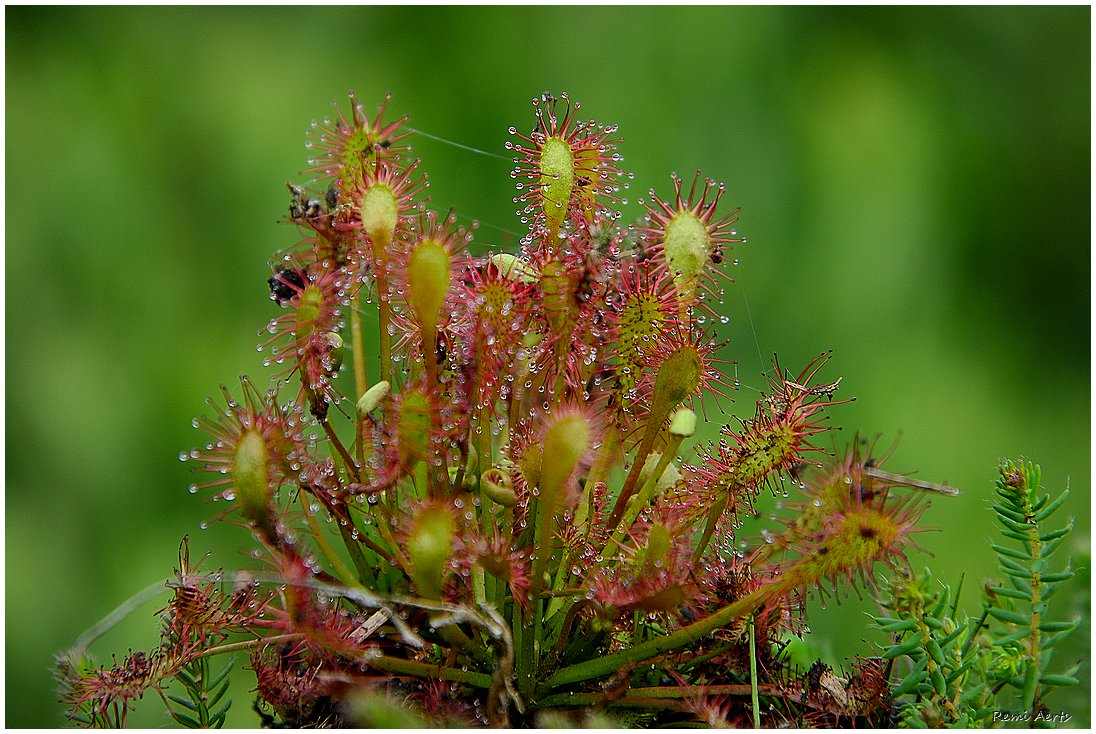 фото "Drosera intermedia" метки: природа, макро и крупный план, 