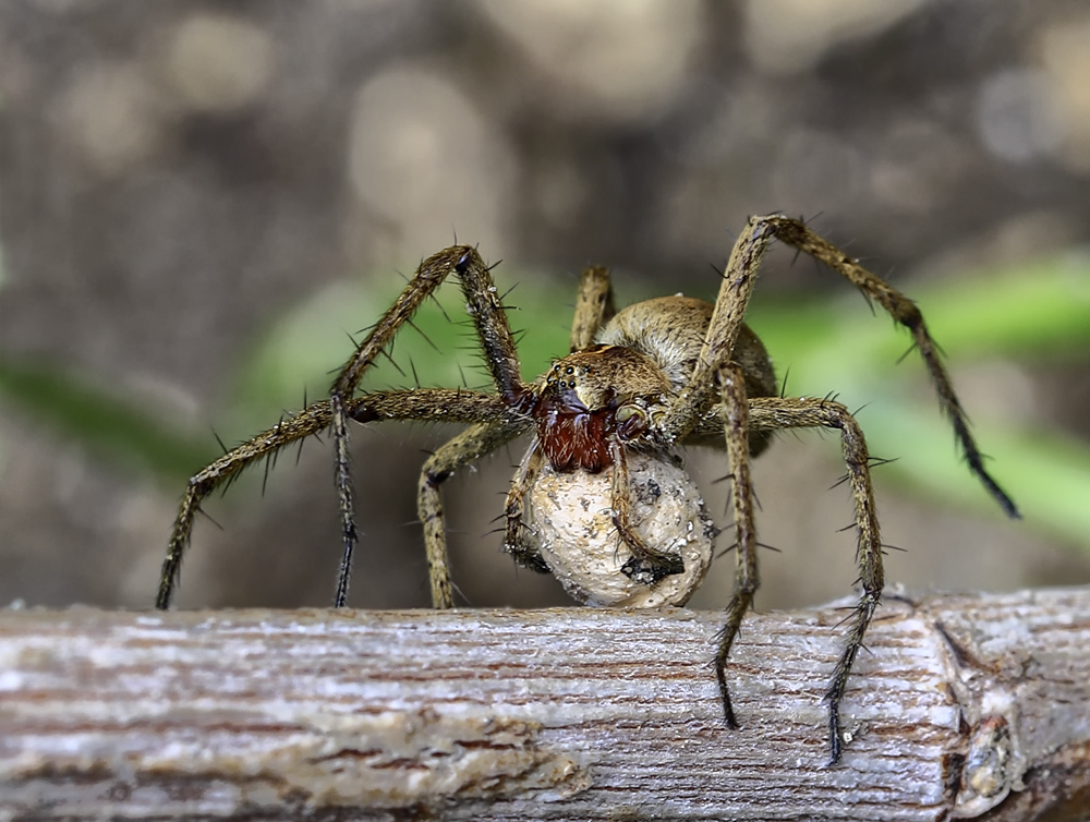 photo "***" tags: macro and close-up, spider