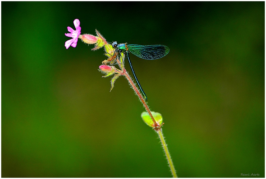 photo "***" tags: nature, macro and close-up, 