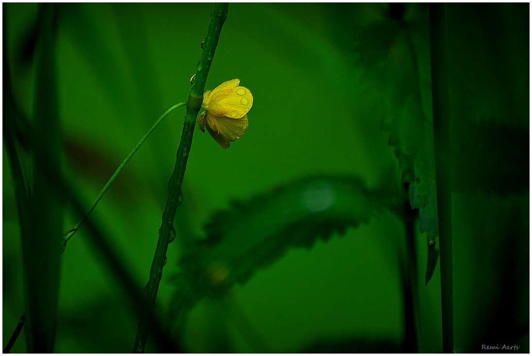 photo "***" tags: nature, macro and close-up, 