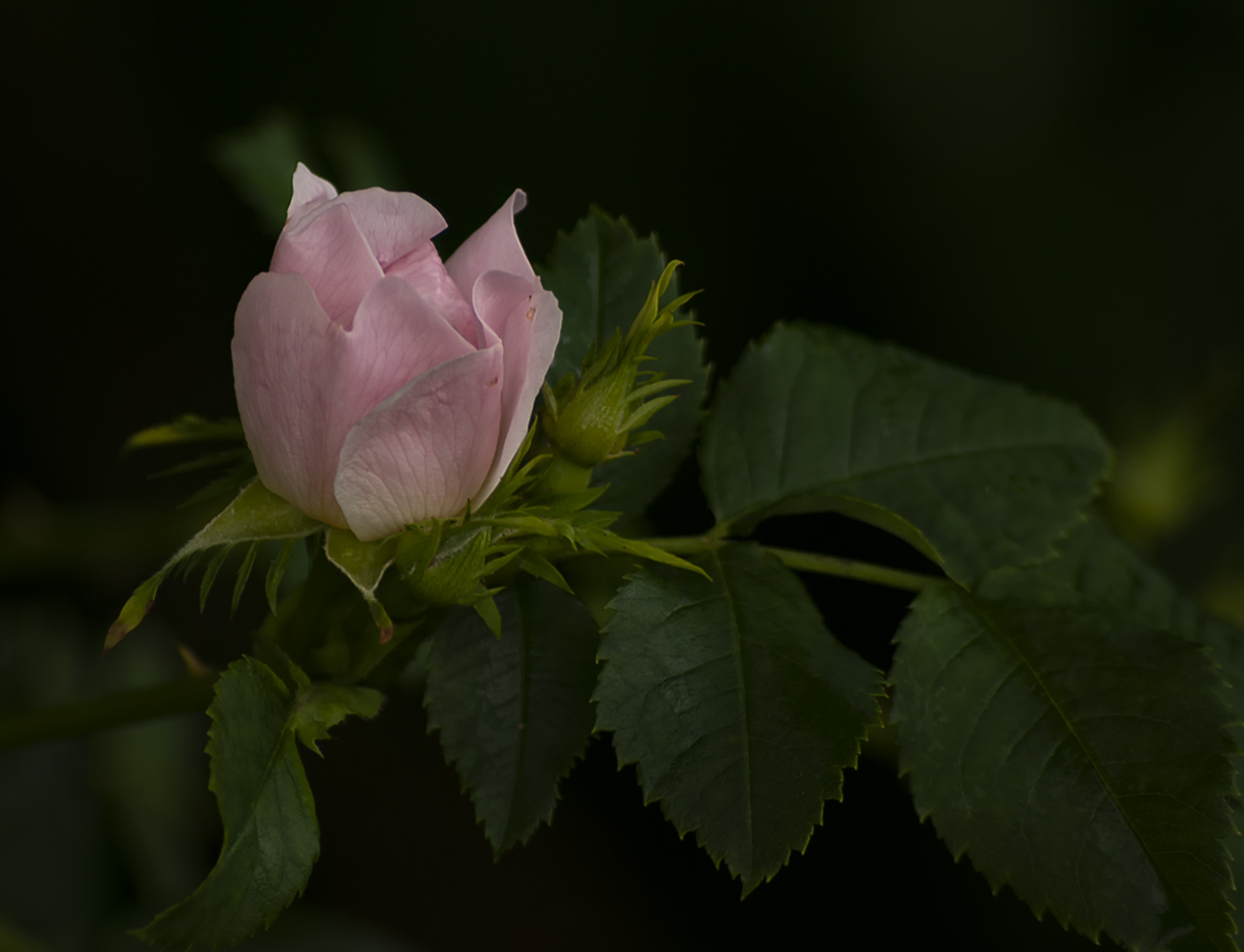 фото "Лесная роза" метки: природа, 