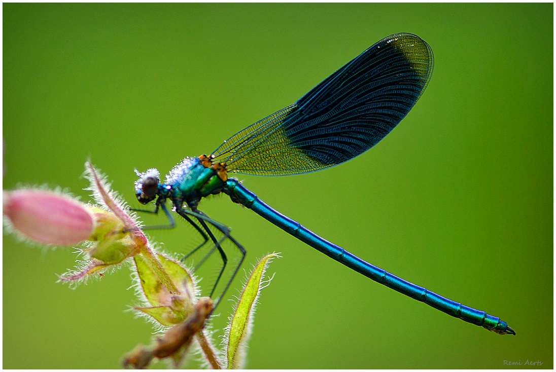 photo "***" tags: nature, macro and close-up, 