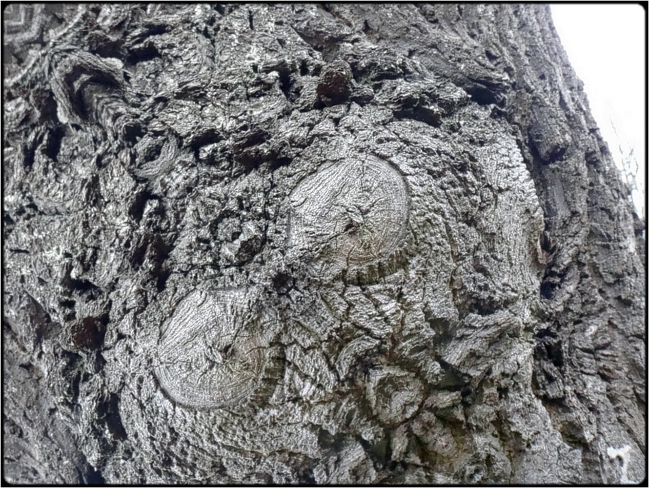 photo "the periscope" tags: digital art, nature, macro and close-up, bark, close-up, closeup, mirror, tree