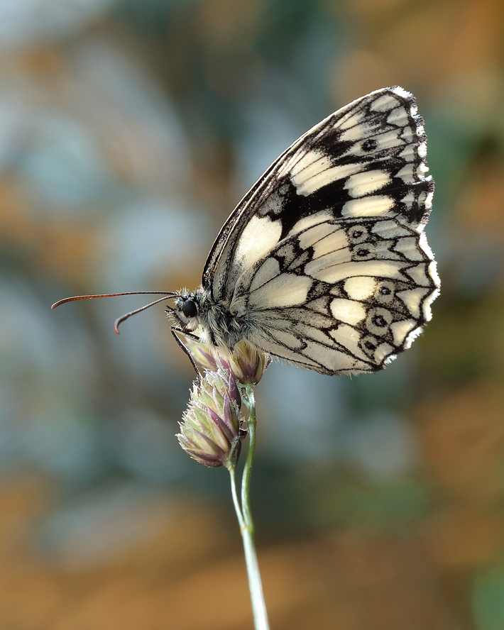 photo "***" tags: macro and close-up, 