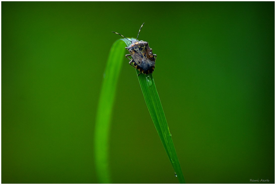 photo "***" tags: nature, macro and close-up, 