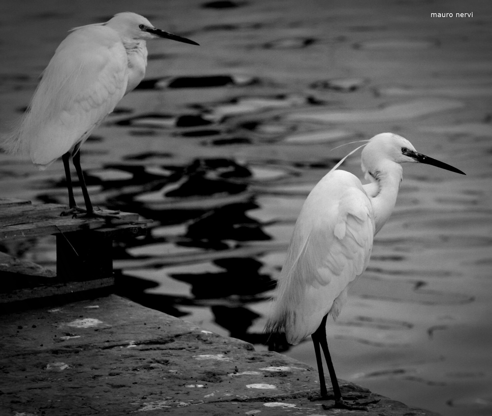 photo "in the port" tags: black&white, 