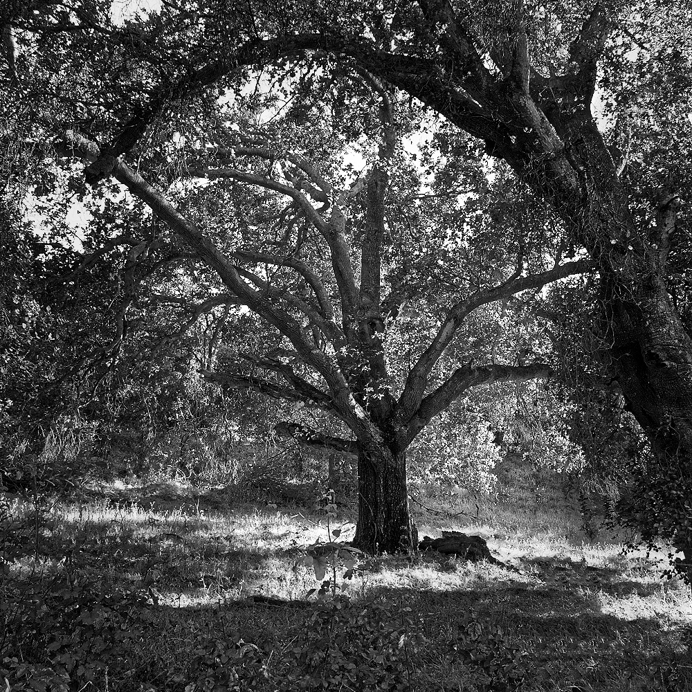 photo "На опушке" tags: landscape, tree, лес BW