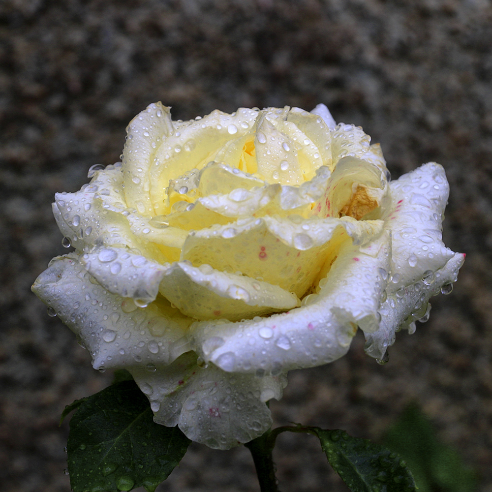 photo "***" tags: macro and close-up, rose, капли дождя