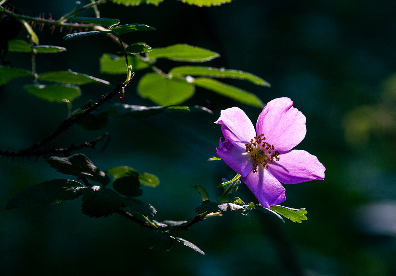 photo "***" tags: nature, macro and close-up, 