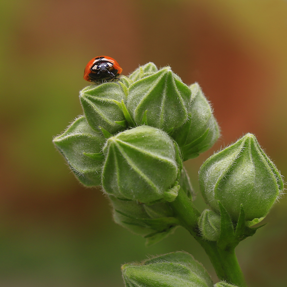 photo "***" tags: macro and close-up, nature, божья коровка, мальва