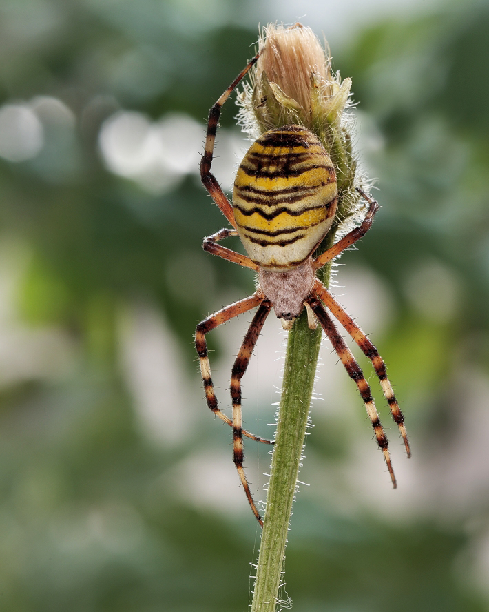 фото "Паук-оса (Argiope bruennichi)" метки: макро и крупный план, 