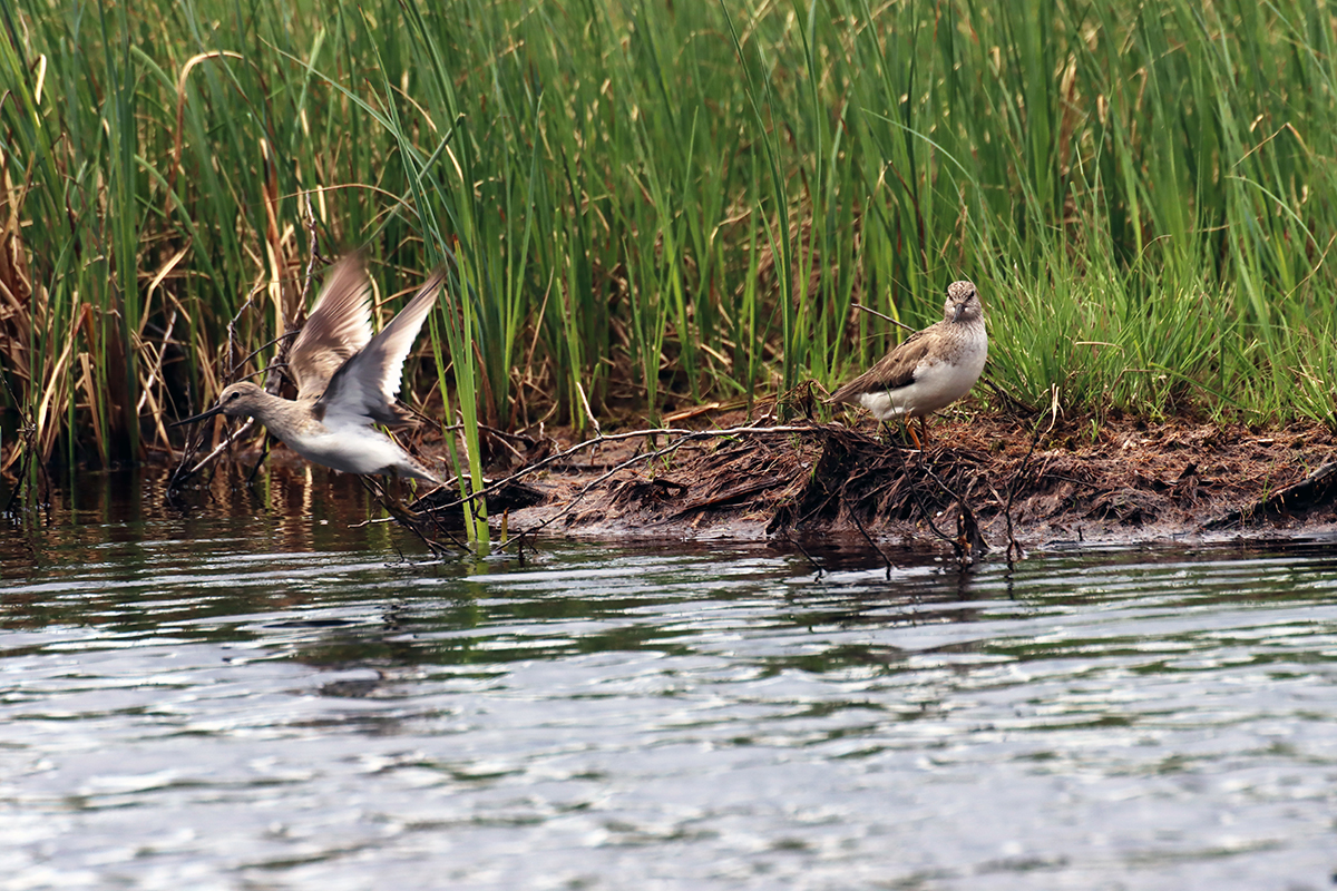 photo "***" tags: nature, bird, water, wild animals, болото, кулик, мородунка